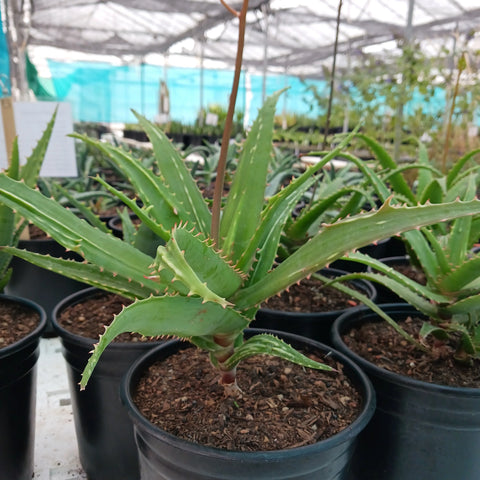 Aloe dawei [Yellow Flower]