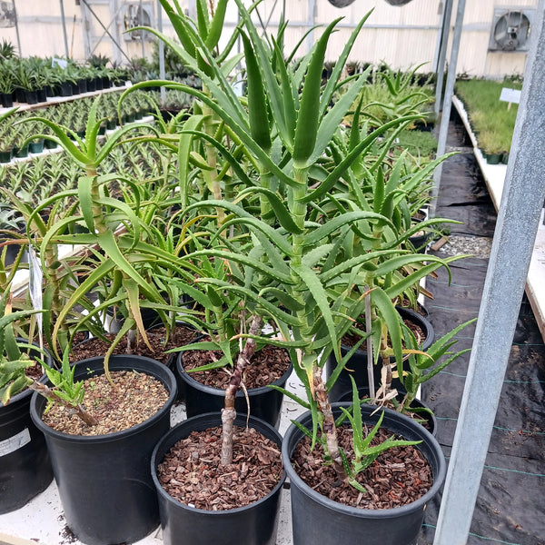 Aloe kedongensis (Kenyan Aloe)