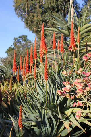 Aloe mutabilis