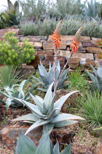Aloe rubroviolacea 'Violet'
