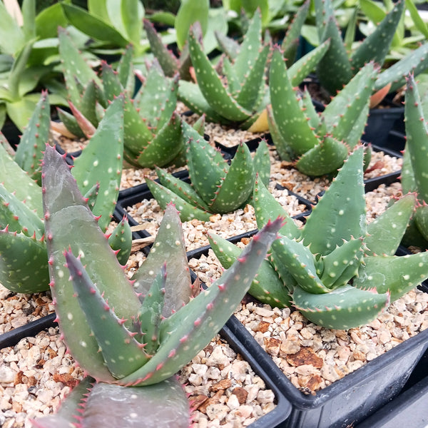 Aloe sinkatana x marlothii