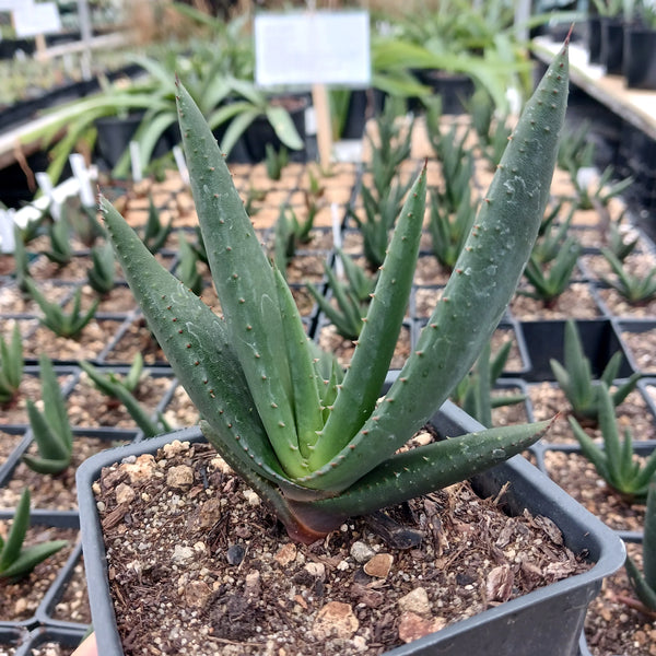 Aloe wickensii