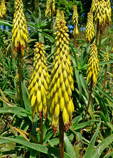 Aloe striatula