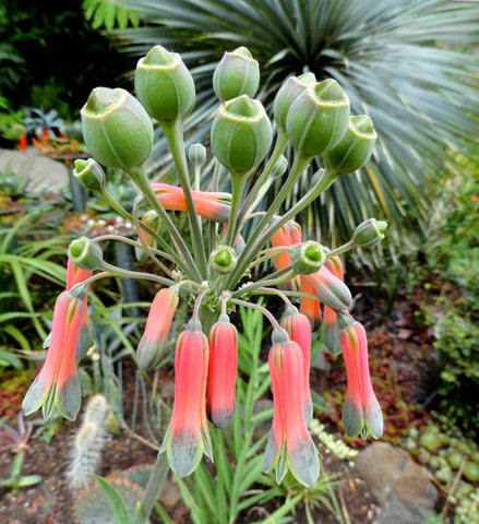 Alstroemeria isabellana