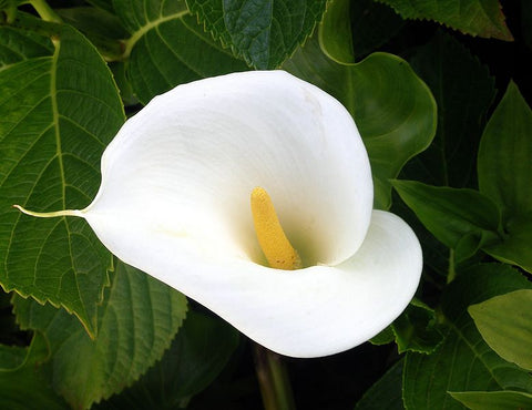 Zantedeschia aethiopica [Super Dwarf Form]