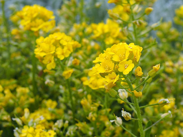 Alyssum repens
