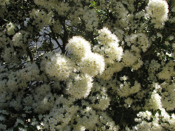 Amomyrtus luma - Nahuel Huapi aka Luma apiculata