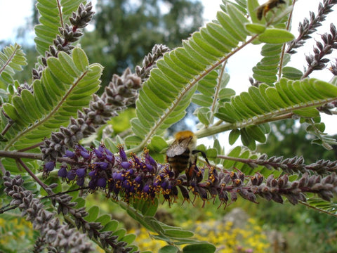 Amorpha nana