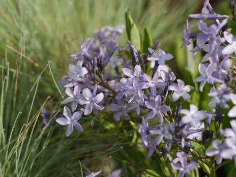 Amsonia tabernaemontana 'Blue Ice' (Amsonia tabernaemontana WFF)