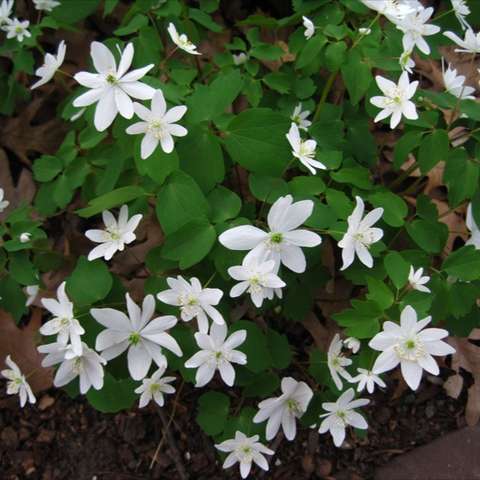 Anemonella thalictroides