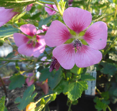 Anisodontea x hypomandarum