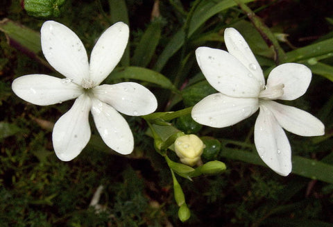 Anomatheca laxa ‘Alba’