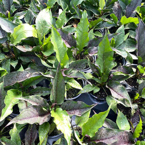 Anthurium 'Big Red Bird'
