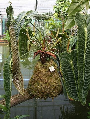 Anthurium veitchii (aka King Anthurium)