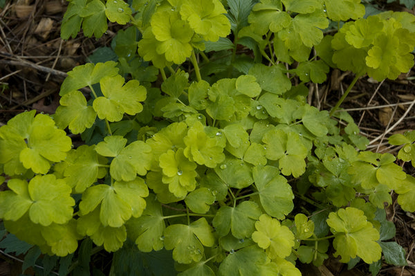 Aquilegia 'Mellow Yellow' (aka Columbine)