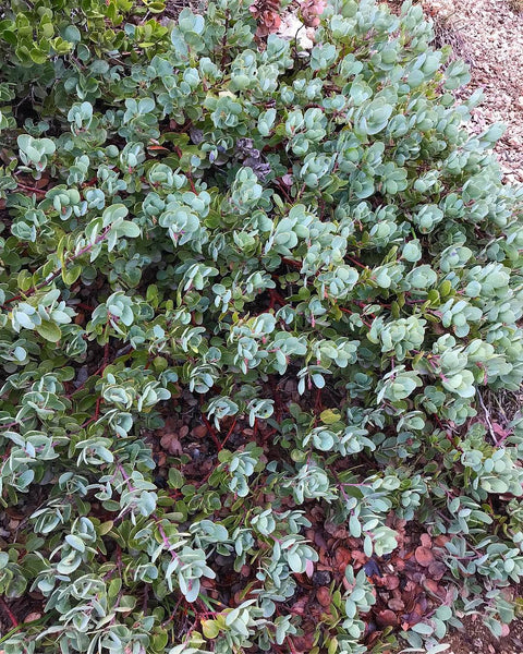 Arctostaphylos x 'Game Lake' (aka Manzanita)