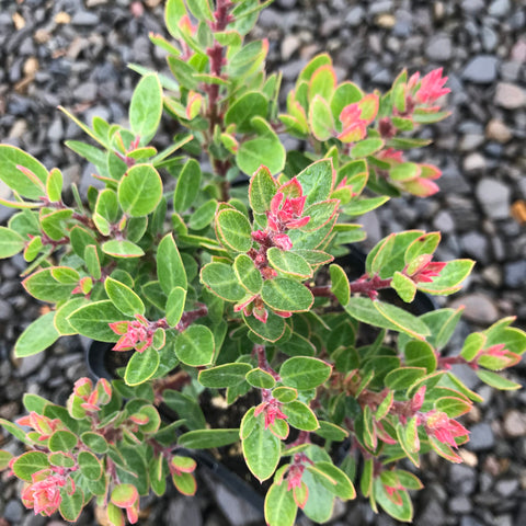 Arctostaphylos 'Greensphere' (aka Manzanita)