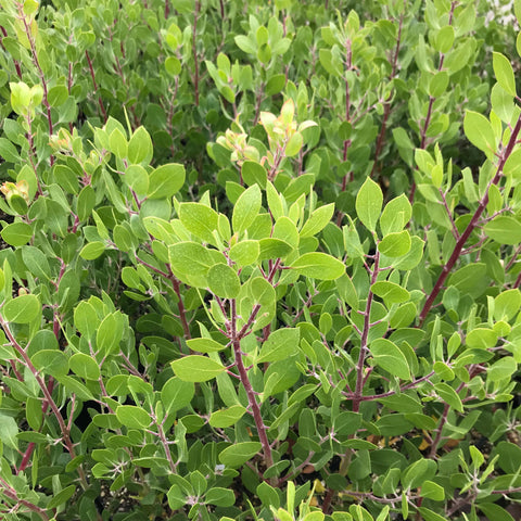 Arctostaphylos 'Monica' (aka Manzanita)