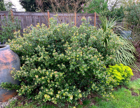 Arctostaphylos 'Sunset'