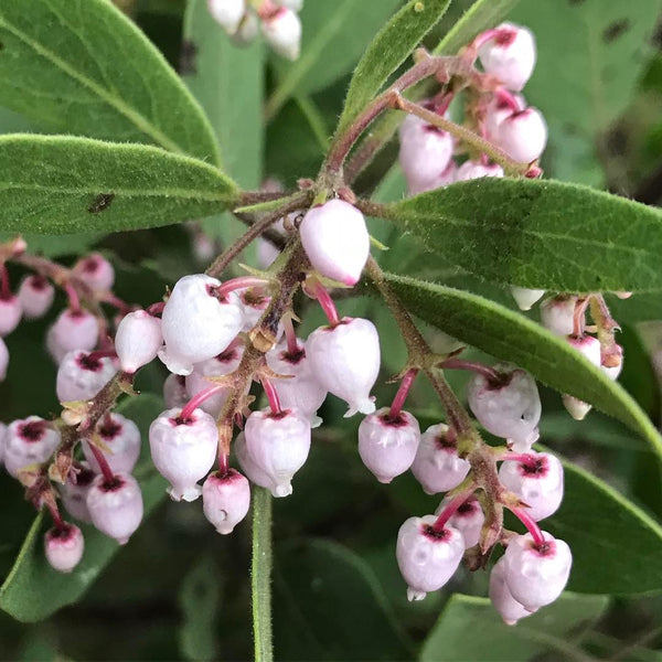 Arctostaphylos aff. hispidula [SBH9274.3] (aka Manzanita)