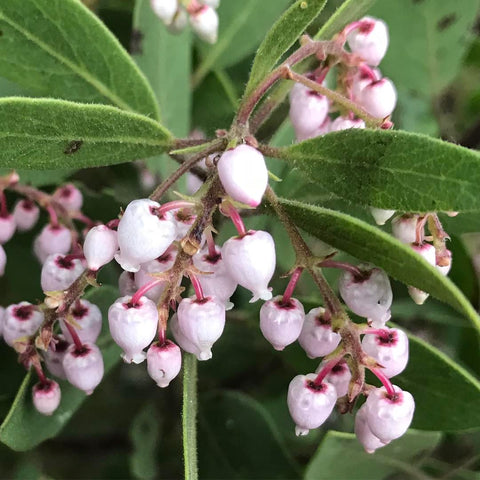 Arctostaphylos aff. hispidula [SBH9274.3] (aka Manzanita)