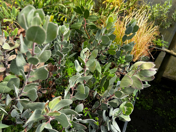 Arctostaphylos canescens [23.0020]