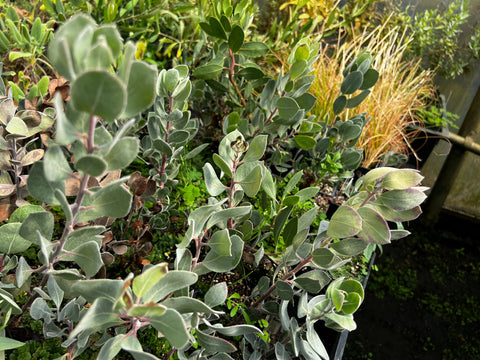 Arctostaphylos canescens [23.0020]