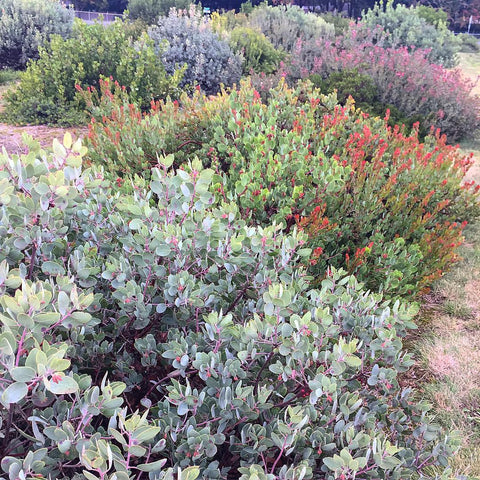 Arctostaphylos x 'Cave's Pink'