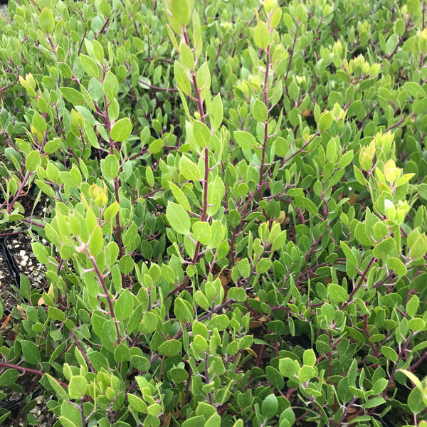 Arctostaphylos hookeri 'Mills'