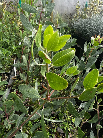 Arctostaphylos manzanita [22.0159] [Ishi Pishi Sister]