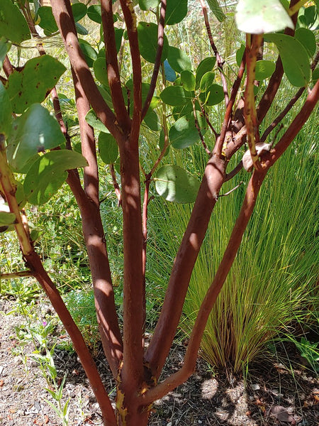 Arctostaphylos manzanita 'Blue Tip'