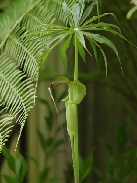 Arisaema consanguineum (aka Jack in the Pulpit, Cobra Lily)