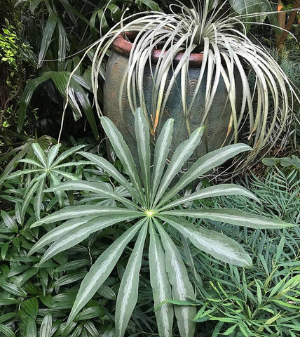 Arisaema consanguineum [Silver Centered] (Arisaema consanguineum 'Silver Leaf')