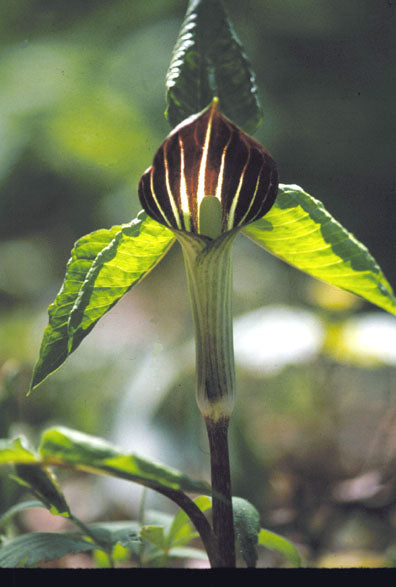 Arisaema triphyllum