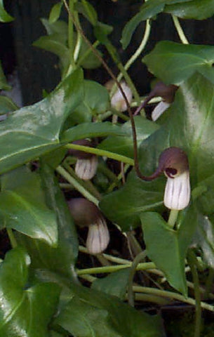 Arisarum proboscideum