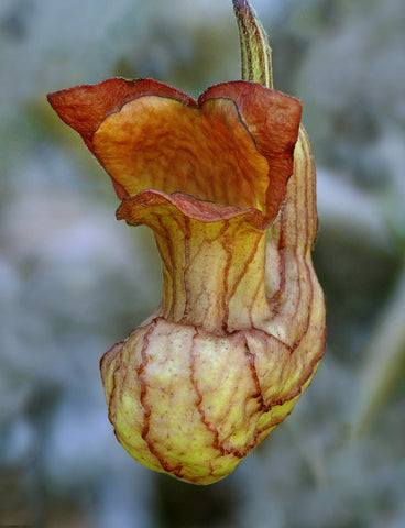 Aristolochia californica 'Bridge Party'