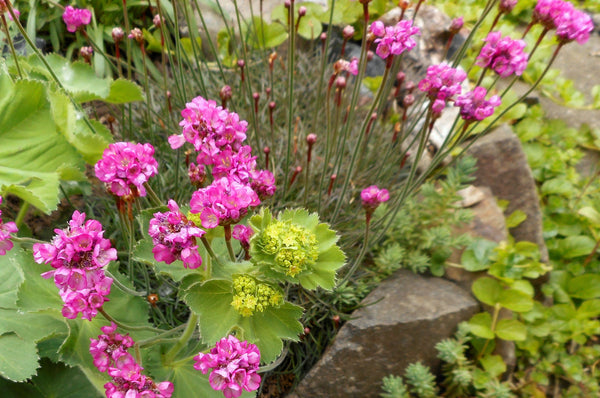 Armeria maritima 'Rubrifolia' (aka Red Sea Thrift)