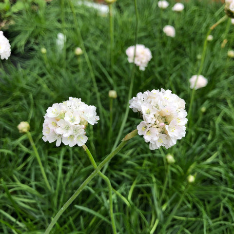 Armeria maritima 'Alba'