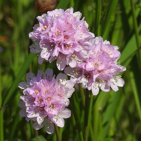 Armeria maritima ssp. elongata