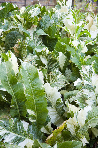 Armoracia rusticana 'Variegata' (aka Variegated Horseradish)