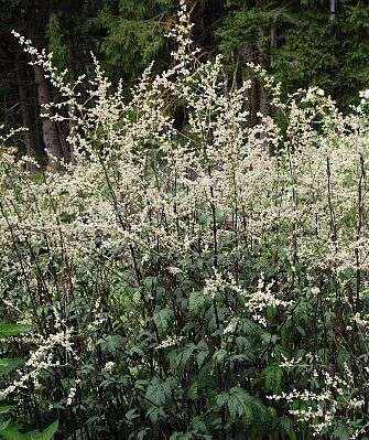 Artemesia lactiflora 'Guizhou' (aka Purple Ghost Mugwort)