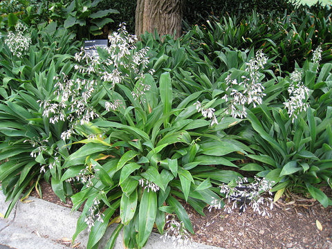 Arthropodium cirratum (aka Renga Lily)