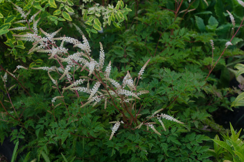 Aruncus 'Guinea Fowl'