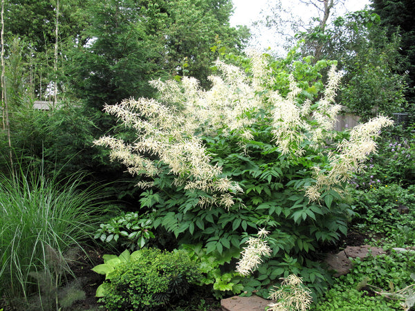 Aruncus dioicus (aka Goatsbeard)