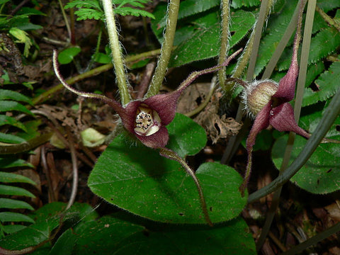 Asarum caudatum SBH 9727 (aka Wild Ginger)