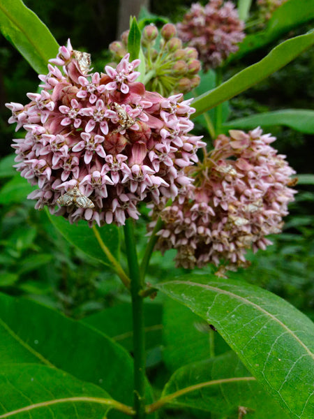 Asclepias syriaca (Common Milkweed)