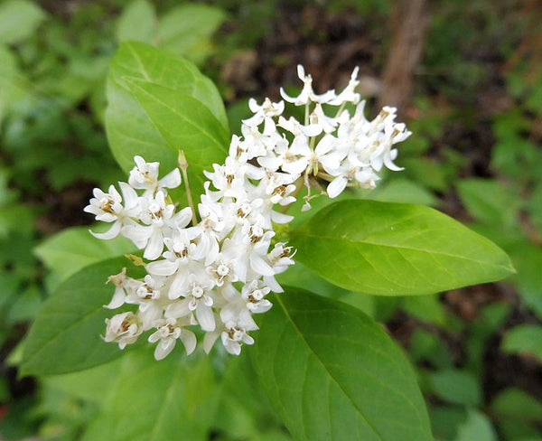 Asclepias texana (Texas Milkweed)