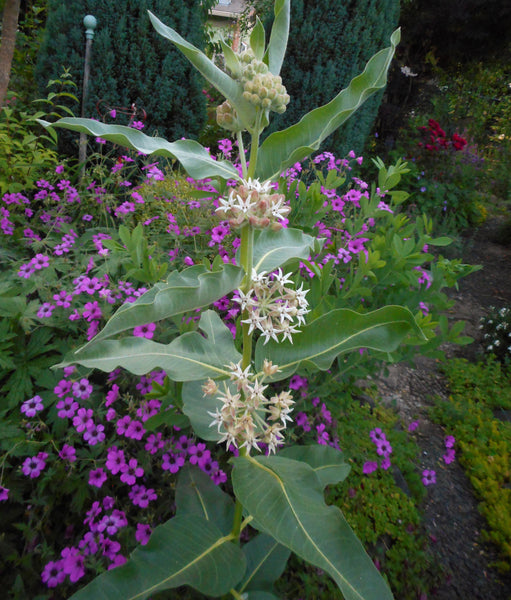 Asclepias speciosa (aka Showy Milkweed)