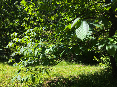 Asimina triloba (Pawpaw)