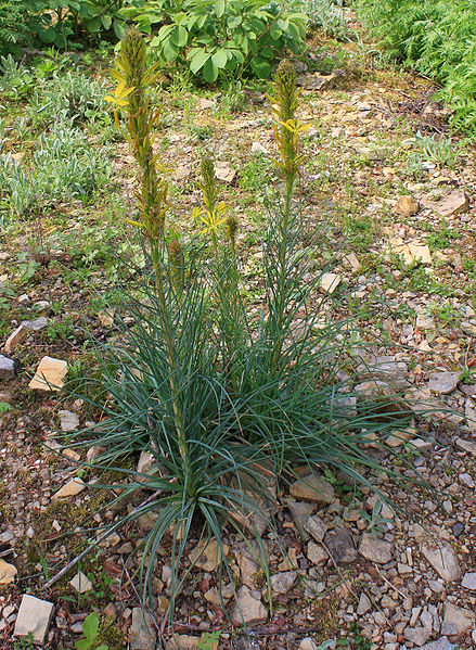 Asphodeline lutea (aka King's Spear)